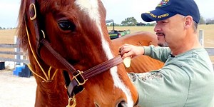 ‘They help us as much as we help them’: Vets find solace in horses