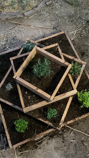 Have you heard of a herb pyramid? I finally got round to building a herb pyramid.🌱🛕 It’s a great way to plant a variety of herbs in small space whilst orientating it in a way that puts sun loving herbs on the south side and shade lovers on the north. You can also plant moisture loving herbs at the bottom and work up to one’s that prefer drier soil. I have planted; rosemary, thyme and sage near the top south side and coriander, parsley and rue on the bottom north side. 🧭 Why not give it a try 
