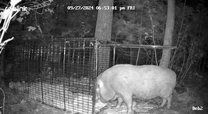 22K views · 755 reactions | 9/28/24 Sometimes Missing Dogs Mass gets...