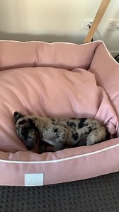 32K views · 256 reactions | Transitioning from puppy to adult food is critical to your dog's growth. We recommend doing so between 10 and 18 months of age. However, different-sized breeds of dogs grow at different rates. Generally, smaller dog breeds transition at an earlier age than larger breeds  Learn more about transition timing through the link! https://blackhawkpetcare.com/au/faq #blackhawkpetcare #everyingredientmatters IG/adventures_of_phoebe_ | Black Hawk Pet Care | Facebook