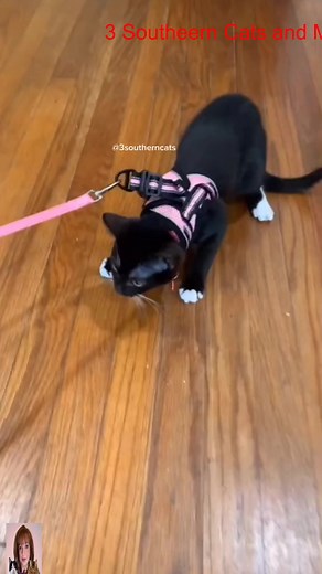 3.2K views · 117 reactions | Cat Harness training #cat #catsoftiktok #kitten #catharness #3southern #reels #viral #loves #tiktok #videos | Kristii Cattes | Facebook