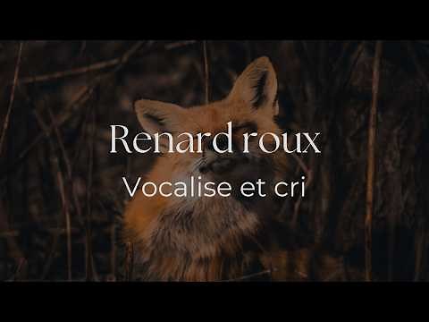 Cri du renard roux