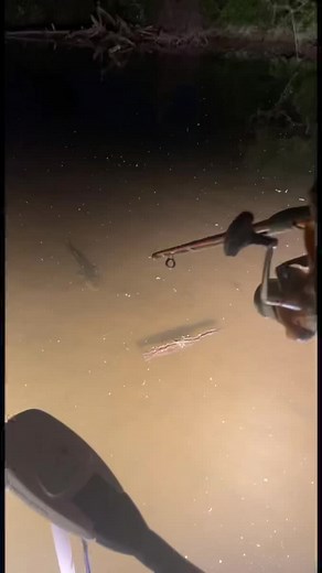 Monster Snakehead Blowgun Fishing in Maryland River