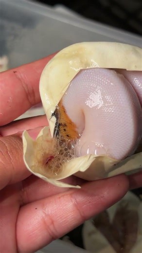 Baby Ball Python Available On My Morph Market!