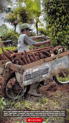 Efficient&Traditional Cassava Harvesting Tools for Farming and Heavy Loading in Rural Fields #tools