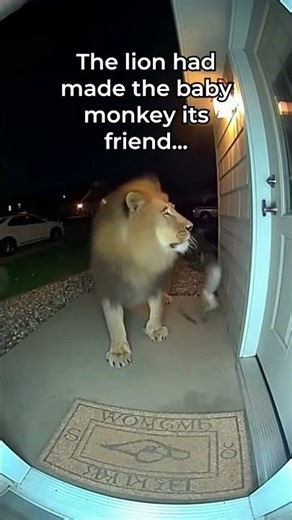 Baby monkey was scared #animals #monkey #lion