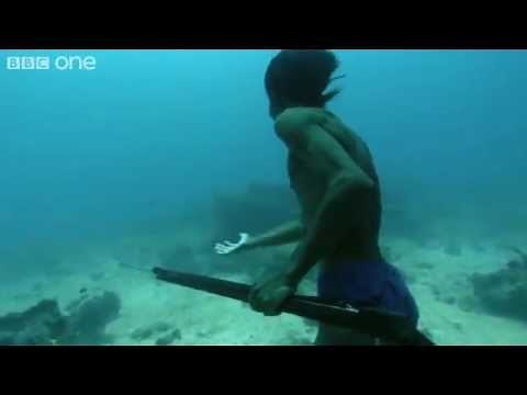 Sea Bed Hunting On One Breath - Human Planet Oceans, preview - BBC One