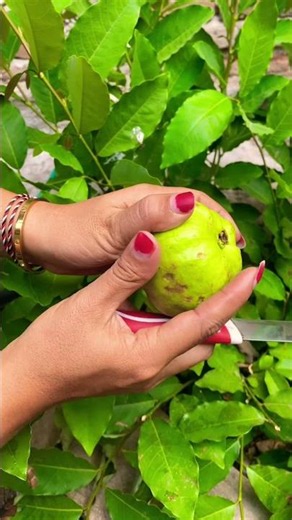 Jambu kristal putih #viralvideo
