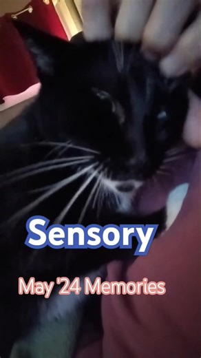 Maynard's Sensory Overload #tuxedocat #catlife #catpet #catpetting #classicalmusic #funnycats #cats