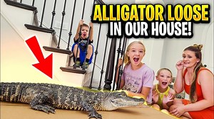 Alligator loose in our house!