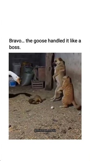 animals fitting 😱 #shortvideo #viralvideo