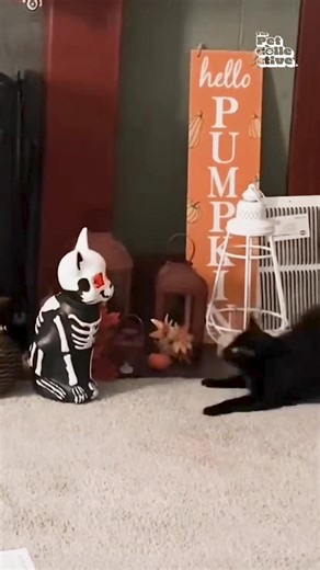 Halloween season isn't for everyone! 🤣💥👻 #Halloween #Fails #Cats #Dogs #SpookySeason | Try Not to Laugh