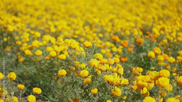 A field of yellow flowers with a few orange flowers in the middle. The flowers are in full bloom and the field is lush and green