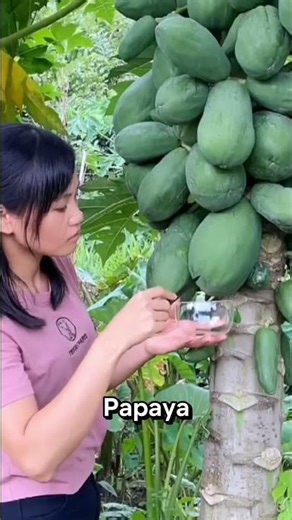 The Hidden Power of Papaya Sap | Natural Benefits from Nature #farming