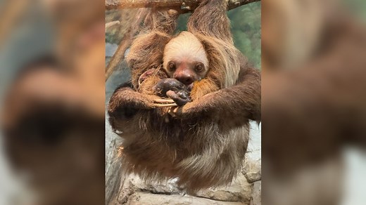 Suprise! It's a sloth! Como Park Zoo unexpectedly welcomes a new Hoffman's two-toed sloth