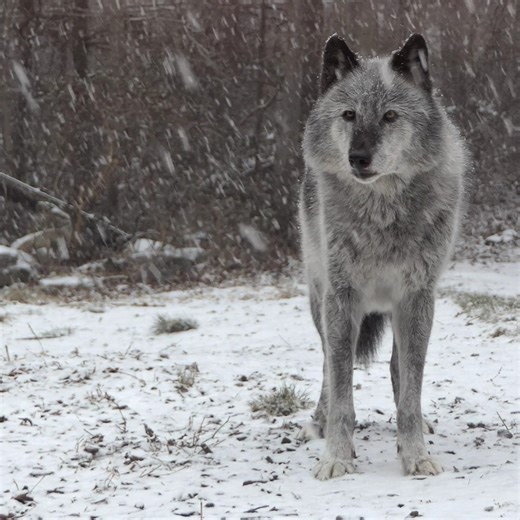 74K views · 7.4K reactions | Every wolf is worth fighting for  Join us: https://nywolf.org/join-us/ | Wolf Conservation Center | Facebook