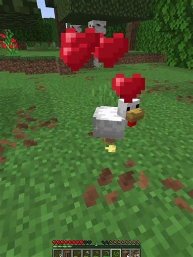 Feeding Hens in Minecraft 🐔🌾