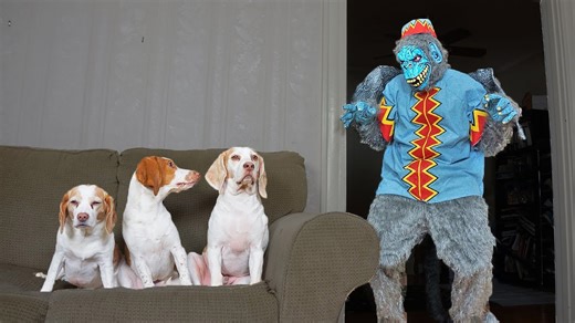 Evil monkey prank gets dogs running around