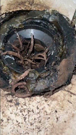Crazy Roots Coming Out From the Toilet #shorts #plumbing
