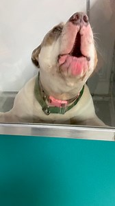 3.5K reactions · 163 shares | We often see dogs with stranger danger...