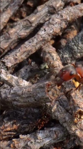 Ant poop 🐜💩 #FunFacts