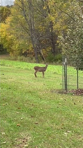 Fawn getting scared by grunt call ￼#DeerHunting