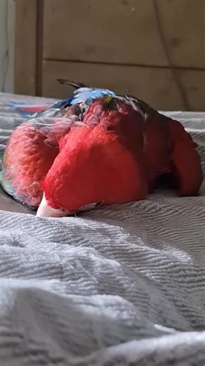 233K views · 12K reactions | Raised with love, to be cherished family companions ~ Tracey MacawsAustralia.com I love the little peek to see if im reaching out to give scritches #macaw #pet #parrot #bird | Macaws Australia | Facebook