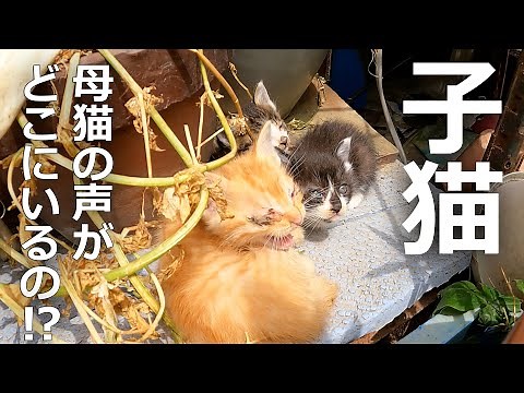 【母猫が叫ぶ】子猫を授乳するための鳴き声がその結果子猫たちは…