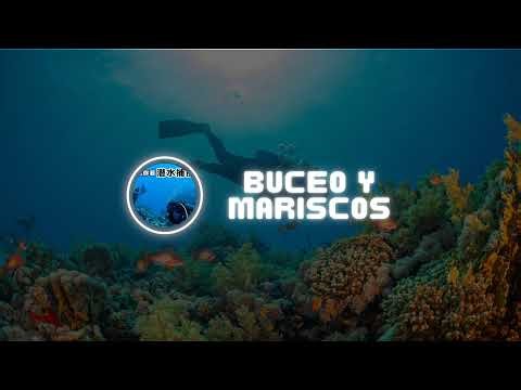 LIVE🔴 I am catching seafood under the sea Part 11 #diving #fishing #hunting