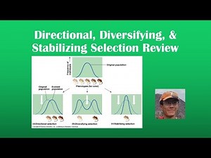 Directional, Diversifying, & Stabilizing Selection Review (BI 107)