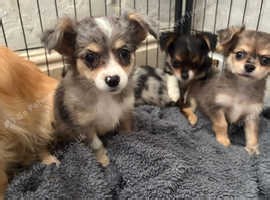 3/4 chihuahua x 1/4 Pomeranian mix puppies (pomchi)