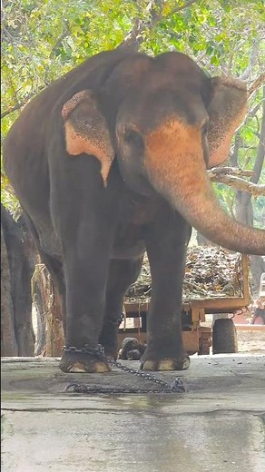 How Elephants Communicate: From Low-Frequency Sounds to Body Language