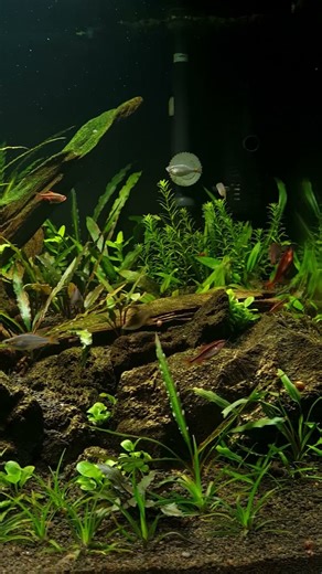 Planted Community Fish Tank #planted_aquarium