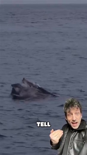 Tuna #wildlifefacts #seafood #tuna