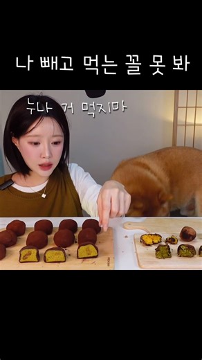 시바견 먹방: 지유개의 투명한 먹이 타임