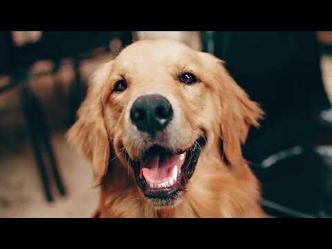 Golden Retriever Bark Sound Effects