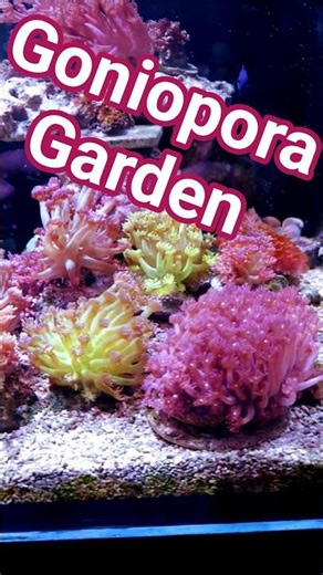 Goniopora (Flowerpot) Garden in the Innovative Marine Nuvo Fusion Pro 2 Shallow Reef Tank #goni
