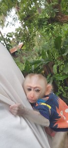 Baby BOu Bou strong hug not go down | Animals Rocky