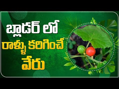 కూతురు బుడిమ – మూత్ర సమస్యలకు పరిష్కారం! | Bladder Stones? This Herb Can Help!