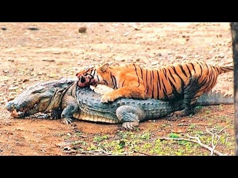 ワニを倒すことができる 6 つの強力な動物【バトル】