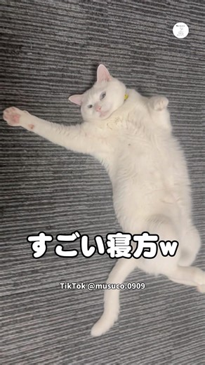 まさかの寝方…起きてるのにへそ天の猫 #猫 #ねこ #猫のいる暮らし #かわいい猫 #癒し