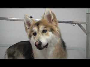 Husky mix sings me some songs