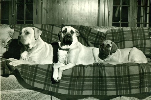 Bullmastiff History: From World-Class Protector to Family Companion