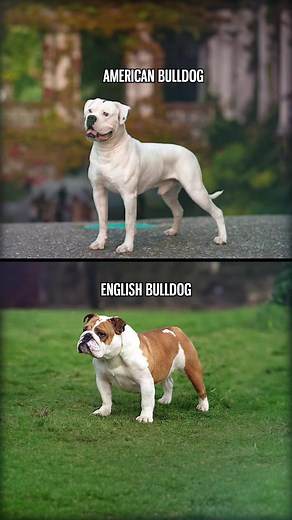 Do you know the difference between an American Bulldog and an English Bulldog? Find out in our quick comparison reel! Learn about their distinct traits, from the American Bulldog's athletic build to the English Bulldog's charming demeanor. Uncover the unique characteristics that set these breeds apart. Watch, pick your favorite, and stay tuned to The Bully View for more bully breed insights! #thebullyview #americanbulldog #americanbulldogs #americanbulldogsofig #englishbulldog #englishbulldogsof