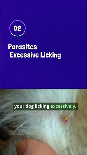 Why Does My Dog Have a Bald Patch? 🐶🩹 #dogs #doglover #petcare #doghealth