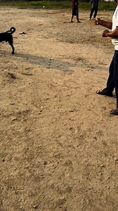 11K views · 227 reactions | ✈️⚔️#kite#kiteflying#AKFC | Amritsar Kite Flying Club | Facebook