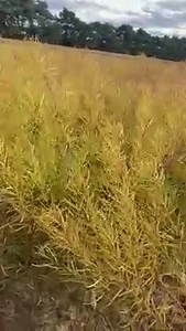 39 reactions | Amsonia 'String Theory' from the Proven Winners perennial collection has a gorgeous golden orange fall color! | Walters Gardens | Facebook