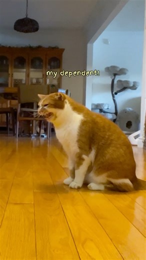 Beauty and the Bean on Instagram: "I QUIT!!! I’m never doing that again… I have learned my lesson 🙅‍♀️🚫 follow to wake up with bean every day! ☕️🌞 #catsofinstagram #catsofig #beautynthebean #catmom #cats #funnycat #meow #talkingcat #cat #animals #pets #catvideo #weeklyfluff"