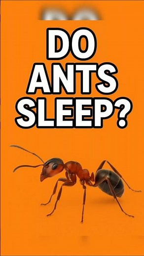 Do Ants Sleep? 🐜 The Tiny Secret You Never Knew! | #shorts