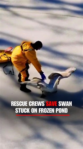 SECOND CHANCE SWAN: Police and firefighters teamed up to rescue a swan frozen to an icy pond in the brutal cold in New York. Responders carefully freed the bird, preventing further injury. The swan was taken to a wildlife rescue and rehabilitation facility and animal sanctuary for care. | Fox News